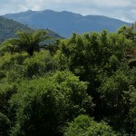 Kuba_Natur_Wald