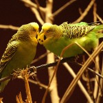 Kuba Natur Flora und Fauna