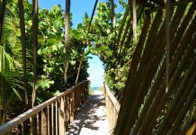 Kuba Varadero Strand Natur Palme