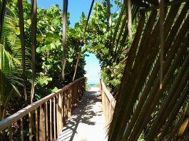Kuba Varadero Strand Natur Palme